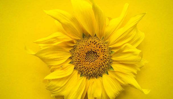 Sunflower flower on a yellow background. Summer heat. Place for the inscription. - 写真・画像