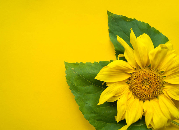 Sunflower flower on a yellow background. Summer heat. Place for the inscription. - Foto, Imagen