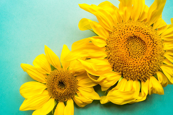 Sunflower on a blue background. A withered flower. Hot Summer. Autumn harvest. - Foto, imagen