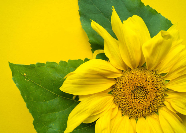 Sunflower flower on a yellow background. Summer heat. Place for the inscription. - Foto, afbeelding