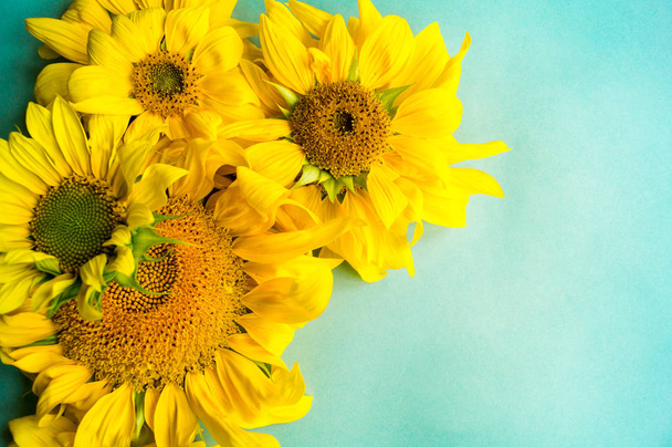 Sunflower on a blue background. A withered flower. Hot Summer. Autumn harvest. - Valokuva, kuva