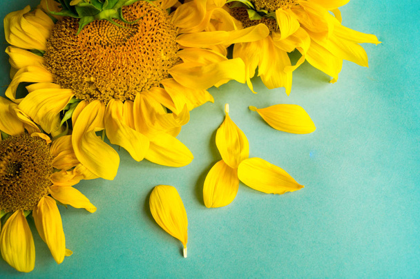 Sunflower on a blue background. A withered flower. Hot Summer. Autumn harvest. - Фото, зображення