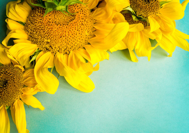 Sunflower on a blue background. A withered flower. Hot Summer. Autumn harvest. - Photo, Image