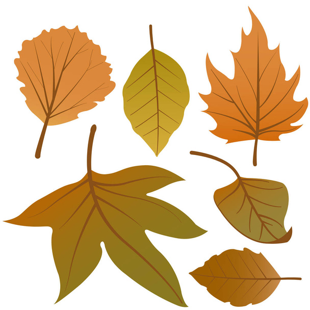 白い背景の異なる乾燥した秋のベクトル イラストの葉します。 - ベクター画像