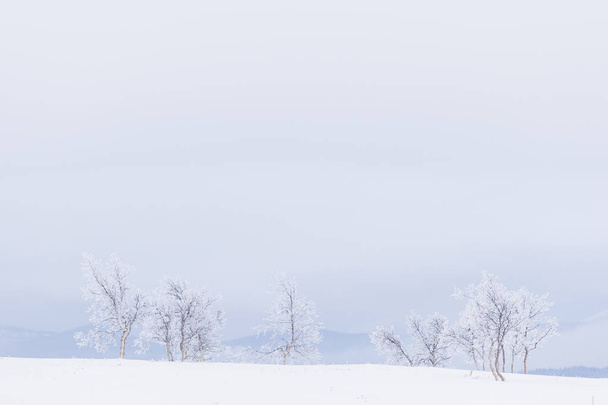 Snow and frost covered trees in a white landscape in Beitostolen Norway - Photo, Image