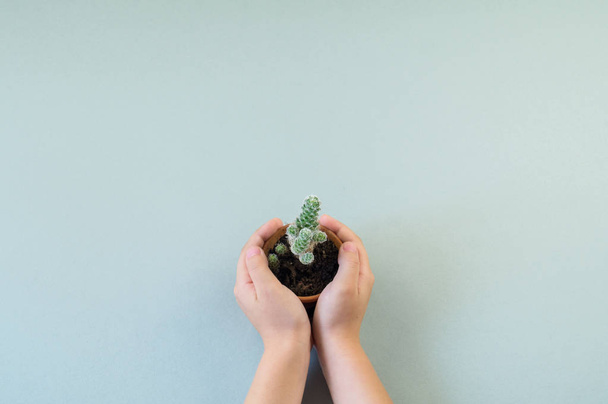 Girl hands holding small pot with green decorative succulent plant with copy space on turquoise paper background in minimalism style. Template for child blog. - Fotó, kép