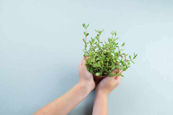 Girl hands holding small pot with green decorative succulent plant with copy space on turquoise paper background in minimalism style. Template for child blog. - 写真・画像
