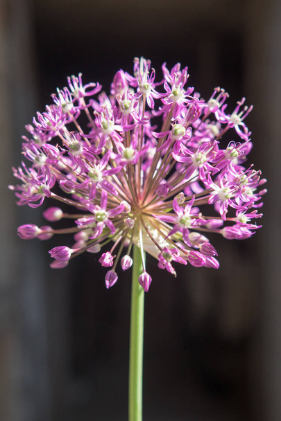 Paarse bloem knoflook, close-up - Foto, afbeelding
