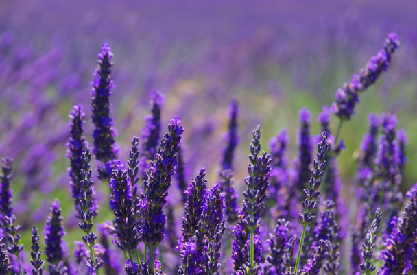lavender field - Photo, Image