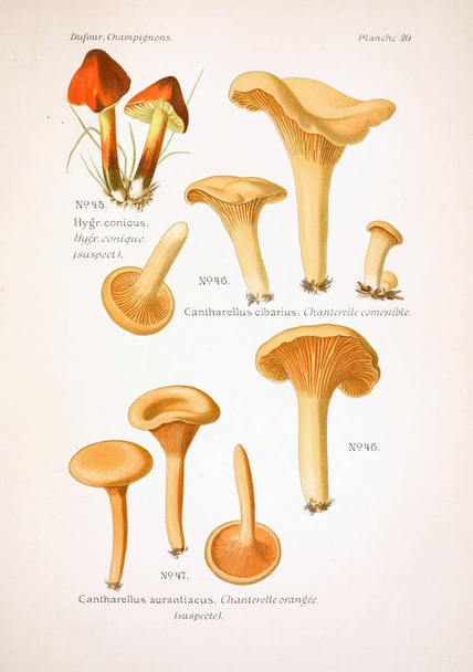 Ilustração de cogumelos. Imagem antiga
 - Foto, Imagem