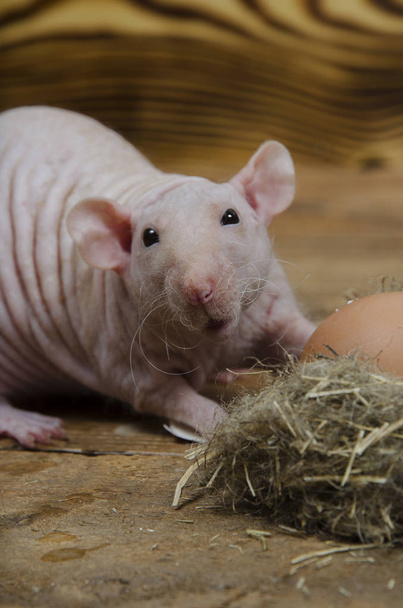 Dekoratív patkány megeszi a tyúk-tojás egy fából készült asztal. - Fotó, kép