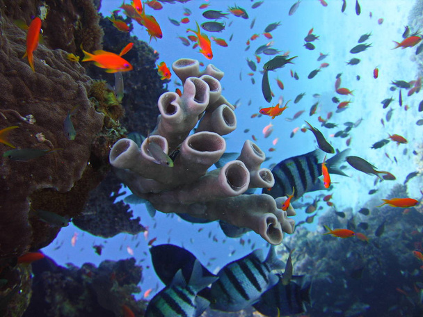 Underwater photo, a view of the corals, Twobar seabream and Anthias fish in the Red Sea in Israel - Photo, Image