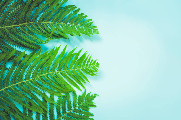 Leaves of fern on pastel blue background. Top view, copy space. Summer concept. - Фото, изображение