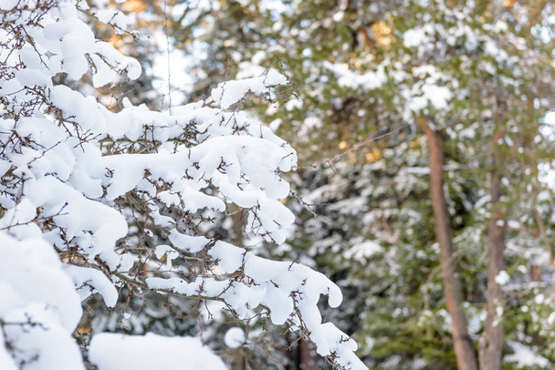 Ramo de árvore com neve.Grande árvore natural coberta com neve no dia de inverno da temporada.
 - Foto, Imagem