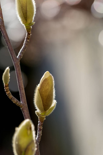Magnolia brotos crescendo no final do inverno sol
 - Foto, Imagem