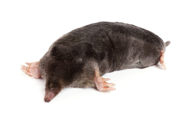 The European mole - Photo, Image