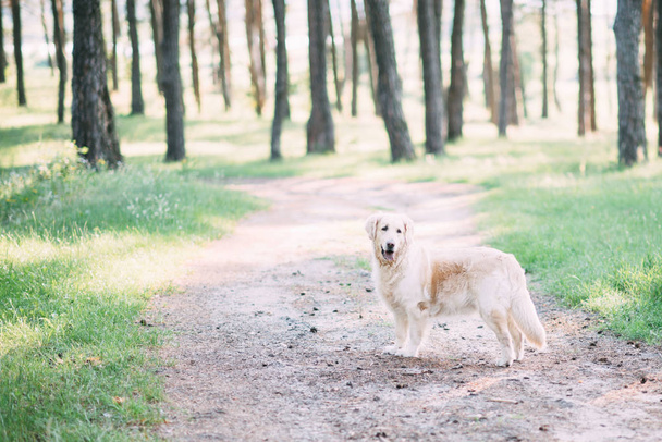 Retriver przyjazny pies spędza czas aktywności o charakterze w środku lasu. - Zdjęcie, obraz