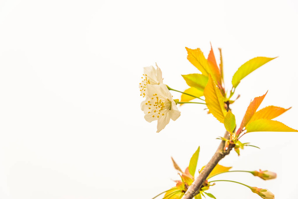 Fleurs blanches d'un coing à fleurs, Cydonia oblonga, sur fond blanc isolé.
. - Photo, image