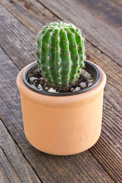 Cactus in ceramic pot on wooden background - Photo, Image