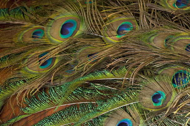 peacock feathers on a table background - Photo, Image
