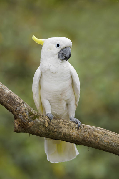 Eleonóra kakadu - Cacatua galerita Eleonóra, gyönyörű fehér papagáj Aru-szigetek, Indonézia. - Fotó, kép