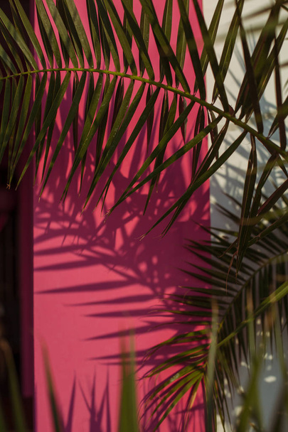 Palmu pinkkiä taustaa vasten
 - Valokuva, kuva
