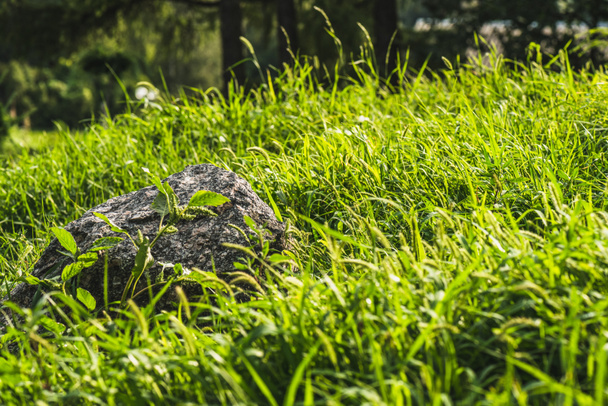 close-up shot of rock lying in green grass under sunlight - Photo, image
