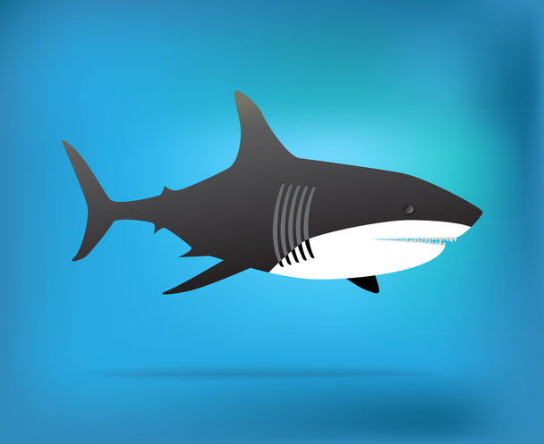 shark - Photo, Image