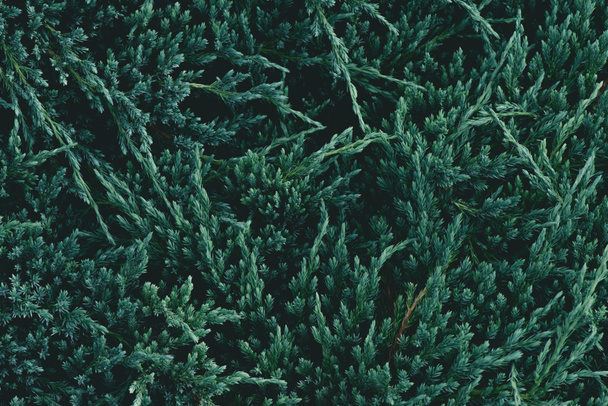Повний кадр постріл зелений fir галузей для фону - Фото, зображення