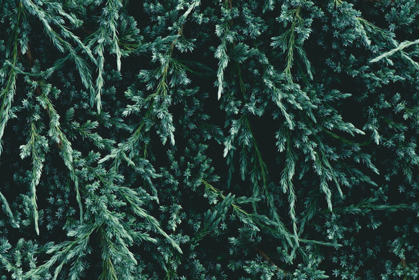 cuadro completo de ramas de abeto para el fondo
 - Foto, imagen
