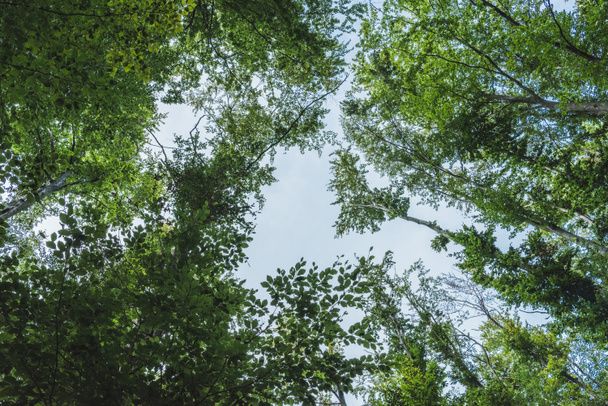 Вид знизу блакитного неба через гілки дерев
 - Фото, зображення