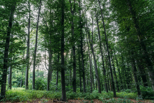 драматичний знімок зеленого лісу в похмурий день
 - Фото, зображення