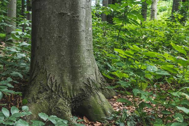 lähikuva massiivinen puunrunko kasvaa metsässä
 - Valokuva, kuva