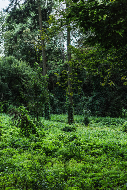 живописный снимок леса с землей, покрытой зеленой лозой
 - Фото, изображение
