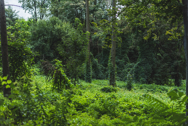 спокойный снимок леса с землей, покрытой зеленой лозой
 - Фото, изображение