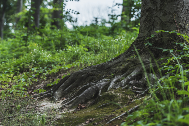 fa gyökerei a föld borított moha-erdő - Fotó, kép