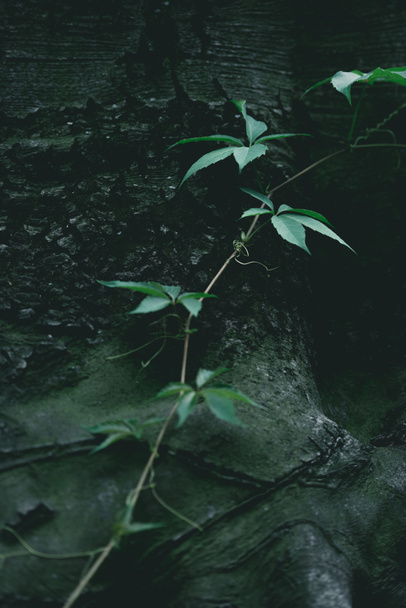 close-up shot of green vine growing on tree trunk - Photo, Image