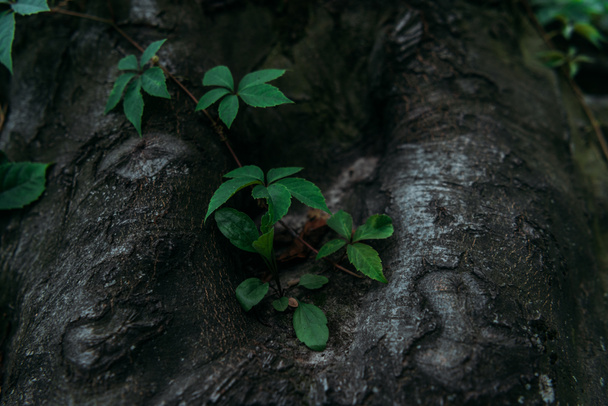 ぶどうの木の幹のクローズ アップ ショット - 写真・画像