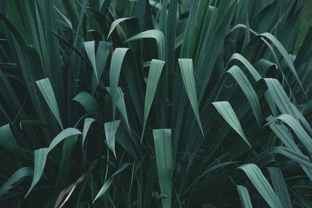 full frame shot of green bush for background - Photo, Image