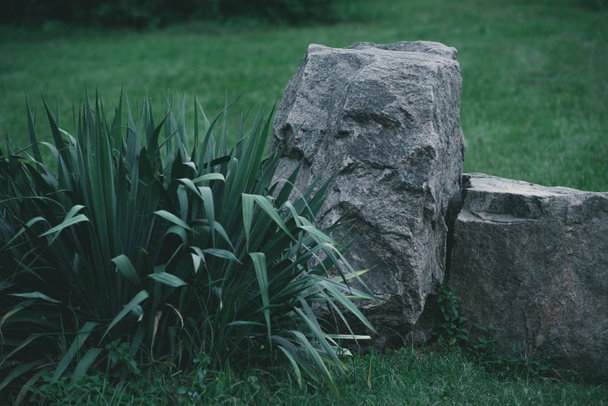 декоративные кусты и камни на лугу в ботаническом саду
 - Фото, изображение