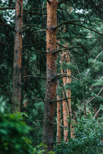 драматичний знімок красивого соснового лісу
 - Фото, зображення