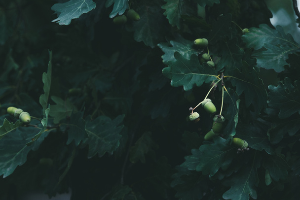 primer plano de ramas de roble verde con bellotas
 - Foto, Imagen
