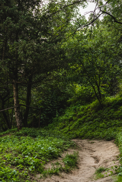 maaseudun polku kauniissa vihreässä metsässä mäellä
 - Valokuva, kuva