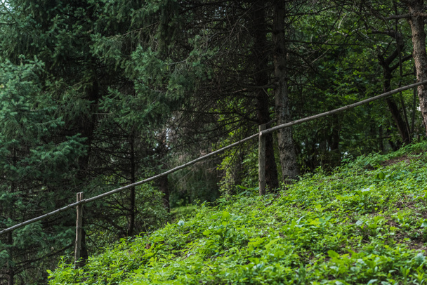 collina verde in pineta con recinzione in legno
 - Foto, immagini
