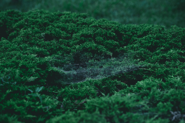 cuadro completo de arbusto de abeto verde con tela de araña en las ramas de fondo
 - Foto, Imagen