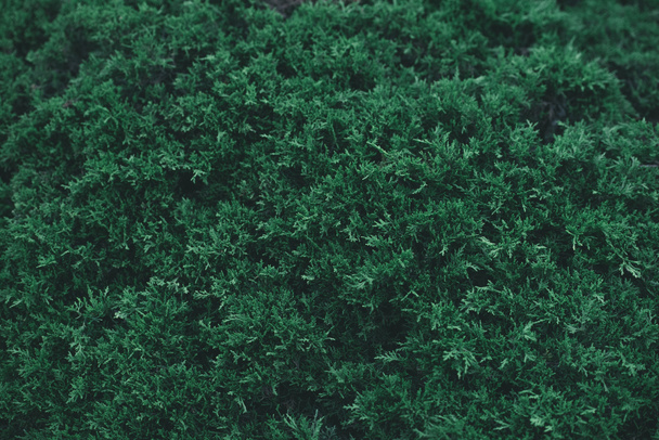 full-frame lövés a zöld fenyő bush háttér - Fotó, kép
