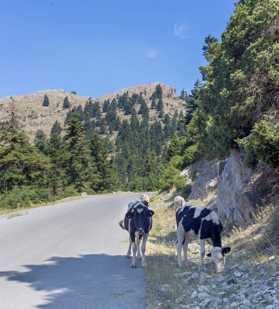 De koeien grazen door de weg in de bergen op een zonnige zomerdag (Achaea, Griekenland Peloponnesos) - Foto, afbeelding