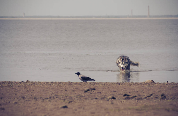 o cão Malamute do Alasca caça para o corvo que sai da lagoa, os agachamentos de animais molhados, em primeiro plano o pássaro é embaçado, no fundo a água e a cidade na distância
 - Foto, Imagem