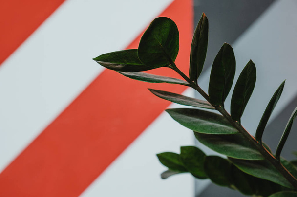Зеленые листья горшка растения с красно-белой полосой стены на заднем плане
. - Фото, изображение
