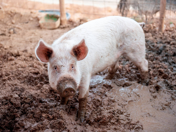 Joven cerdo rosado solo en una pocilga sucia
 - Foto, imagen